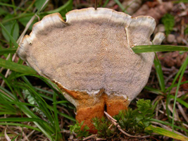 Coltricia perennis, pore surface and thick orange-brown stalk.